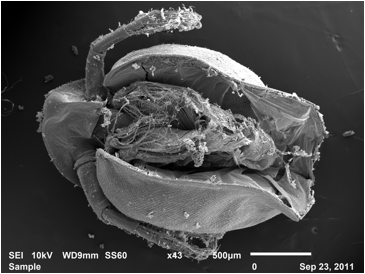 CladoceraWhole.1.jpg